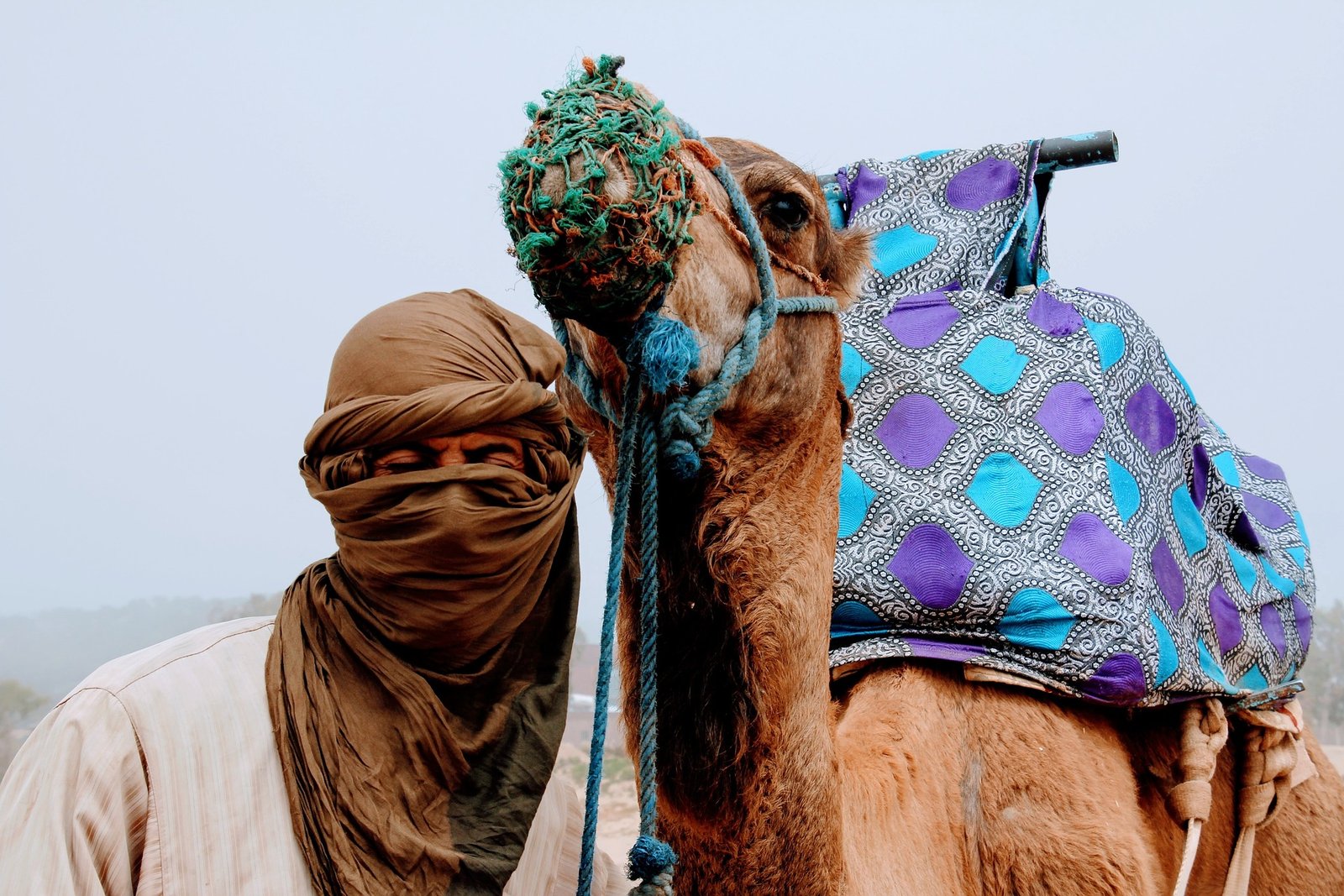 Shields Era Travel - camel, Morocco