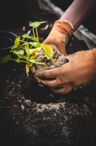 Planting a Garden