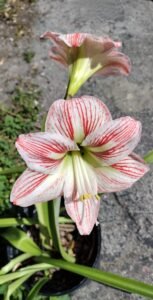 Shields Era Amaryllis